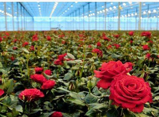 宜春鮮花保鮮庫(kù)設(shè)計(jì)公司推薦