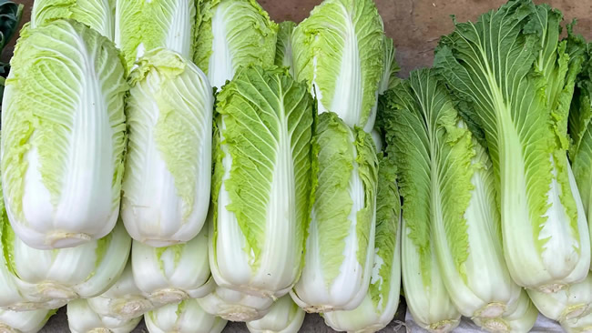 白菜冷庫能儲存多久？白菜冷庫保鮮1-4個月技術